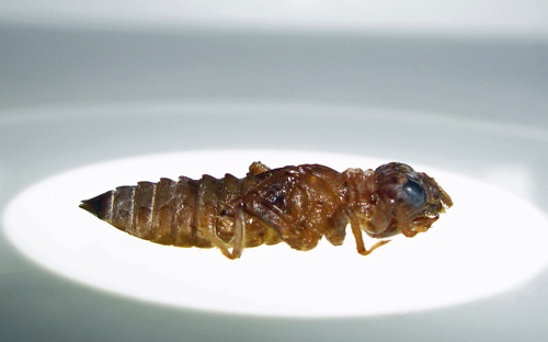 Larva/nymph
2012_Floyd